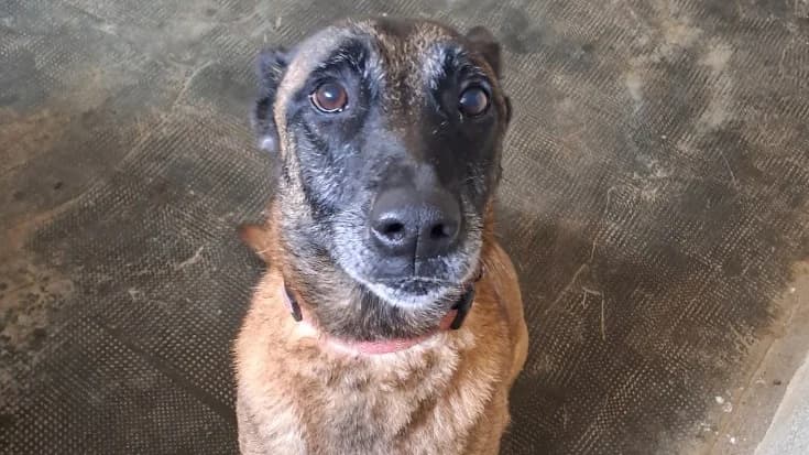 XENA, female Belgian Malinois for adoption at Gerhard Cramer), Arry