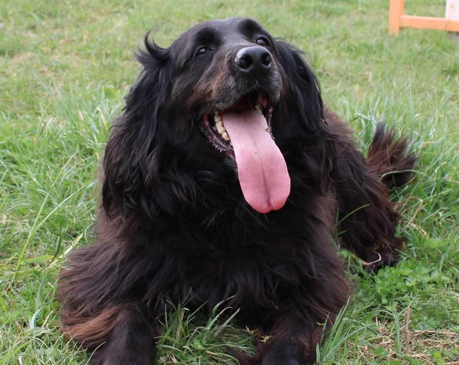 Tiper, Cocker Spaniel (SPA Albi (Le Garric))