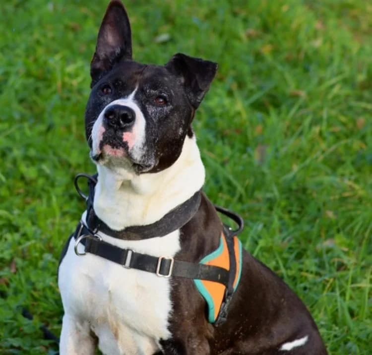 CAPONE, male American Staffordshire Terrier for adoption at Voillecomte