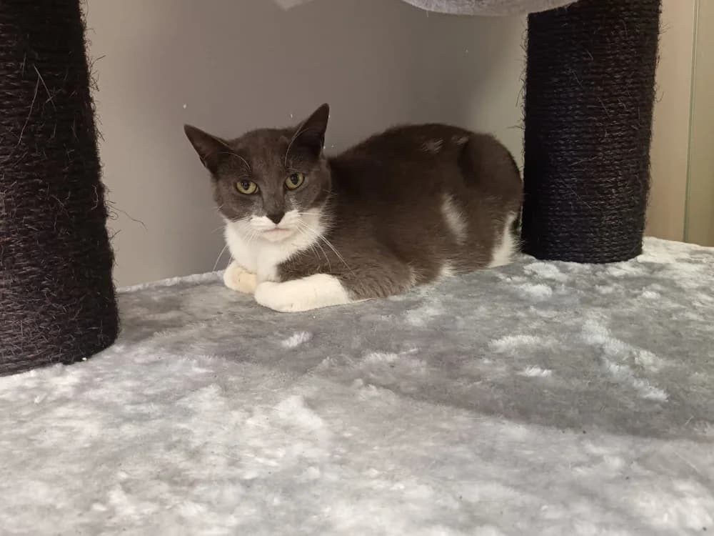 Novembre, female mixed breed for adoption at Maison