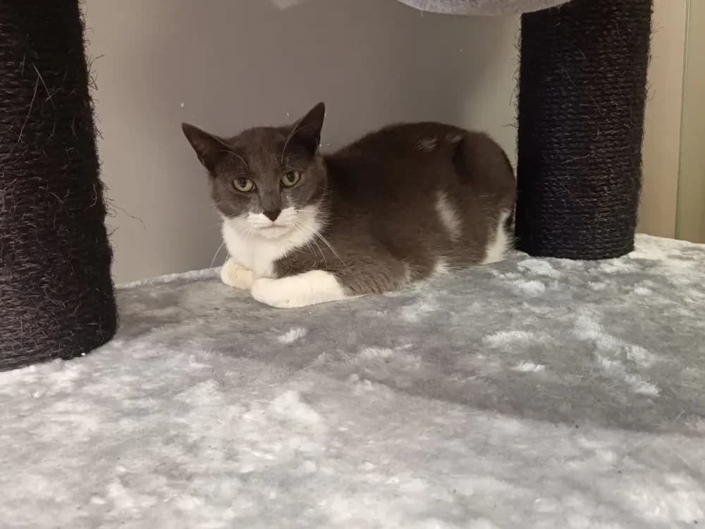 Novembre, female mixed breed for adoption at Maison SPA), Maison photo 2