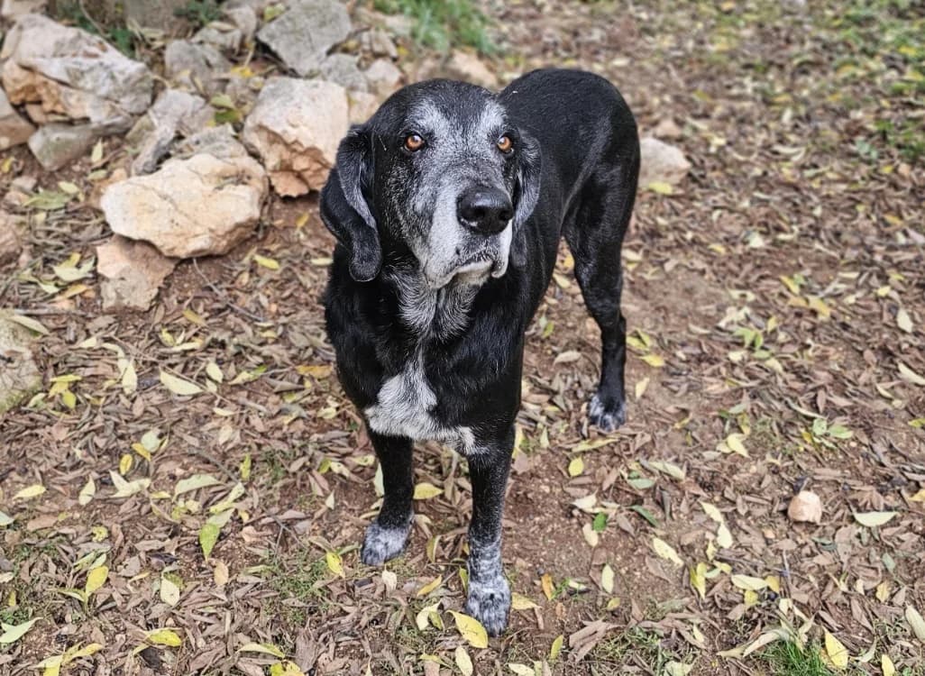 VICTOR, male senior mixed breed for adoption at Vallerargues), Ales