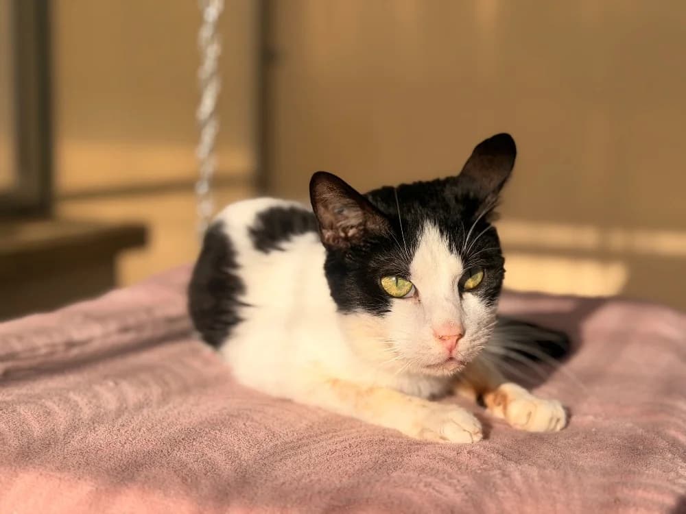 KIT KAT, male mixed breed for adoption at SPA Le Mans (Yvré-L'Évêque)