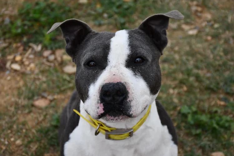 Pablo, male 6yo mixed breed for adoption at SPA Perpignan, Perpignan