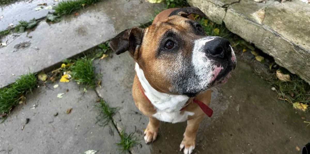MASTOC, brown_chocolate male American Staffordshire Terrier for adoption at SPA Cabourg, Cabourg