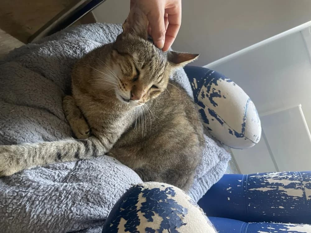 Grizzly, male mixed breed for adoption at Ajaccio