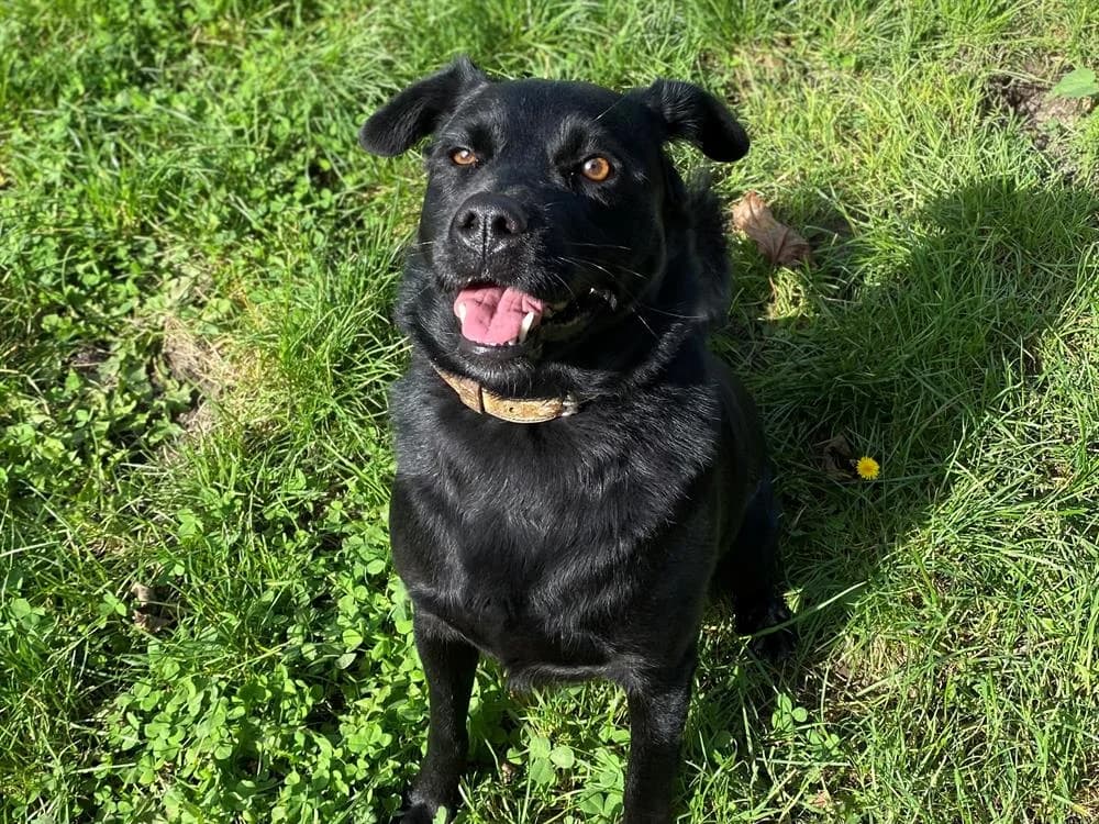 Tania, Labrador Retriever (SPA Arras (Tilloy))