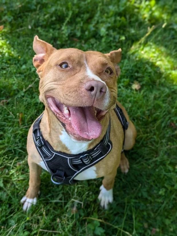 Queen, female Staffordshire Bull Terrier for adoption at Fondation Brigitte Bardot, Paris