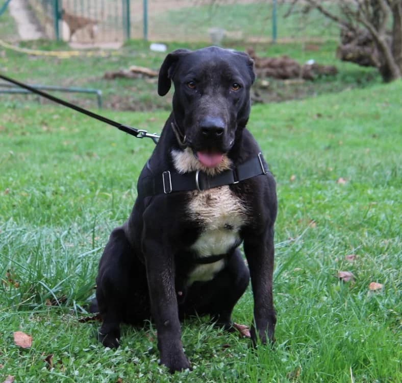 IKE, male Mixed Breed for adoption at SPA Mirepoix, Mirepoix