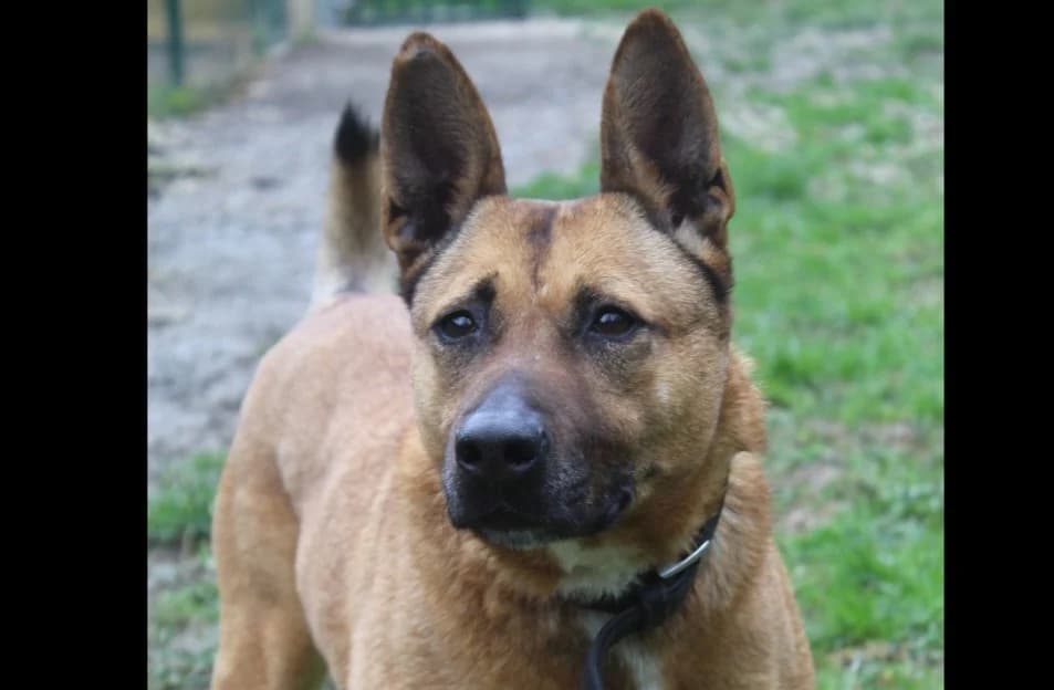 Kyra, Belgian Malinois (Chameyrat))