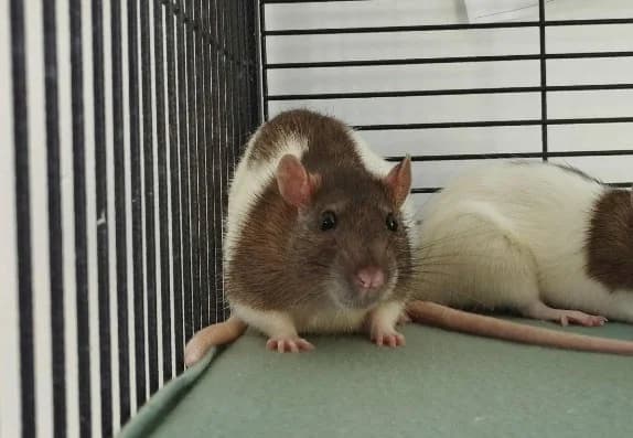 ZONDA, female mixed breed for adoption at SPA Château-d'Olonne