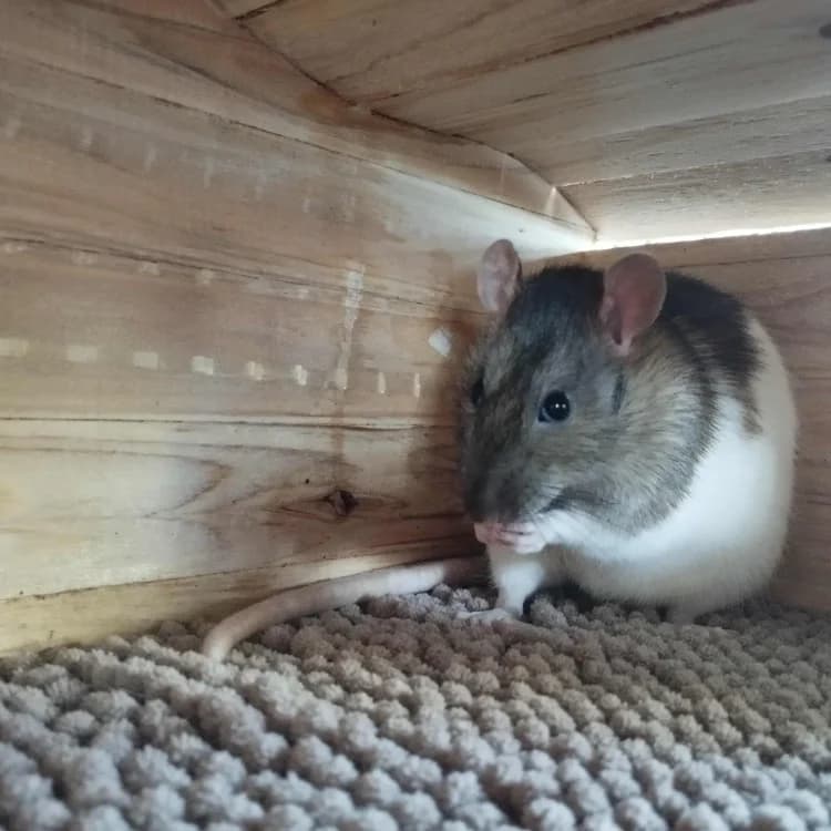 TRAMONTANE, female mixed breed for adoption at SPA Château-d'Olonne