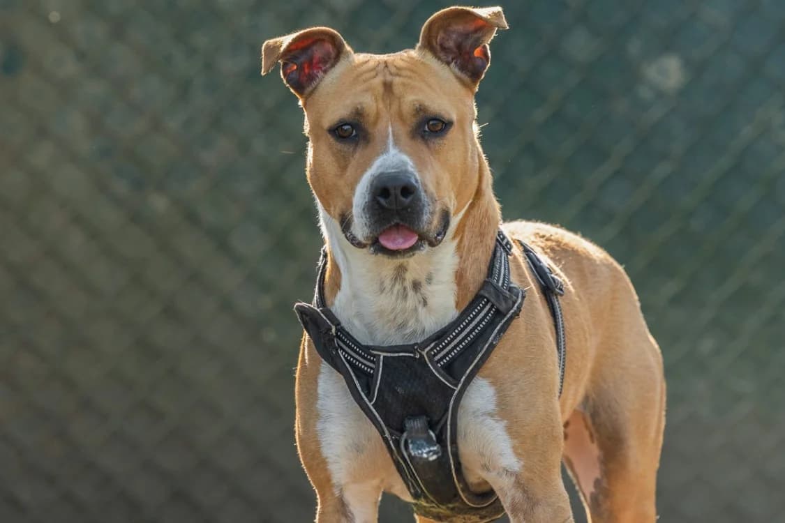 POTRIE, female 4yo mixed breed for adoption at SPA Rennes, Rennes
