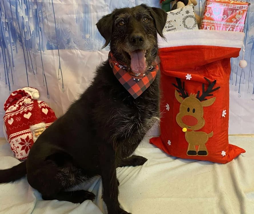 HOPE, female senior Mixed Breed for adoption at SPA Laon, Laon