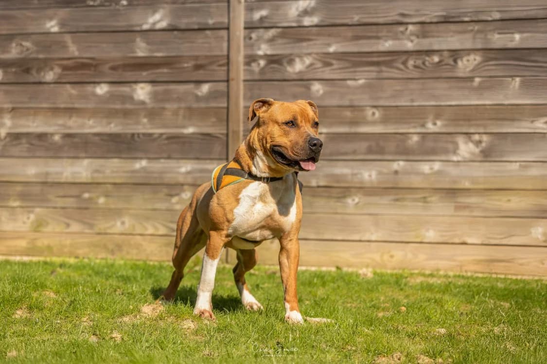 PABLO (Réservé), male mixed breed for adoption at SPA Cherbourg (Cotentin), Cherbourg