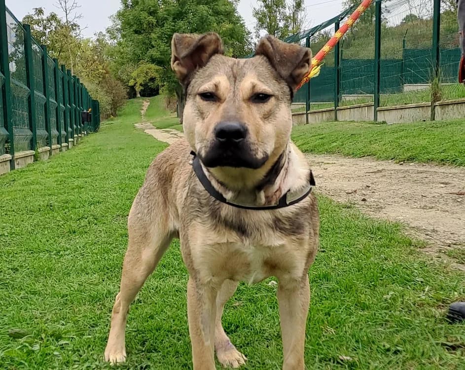 Lemon, male mixed breed for adoption at Gerhard Cramer), Arry
