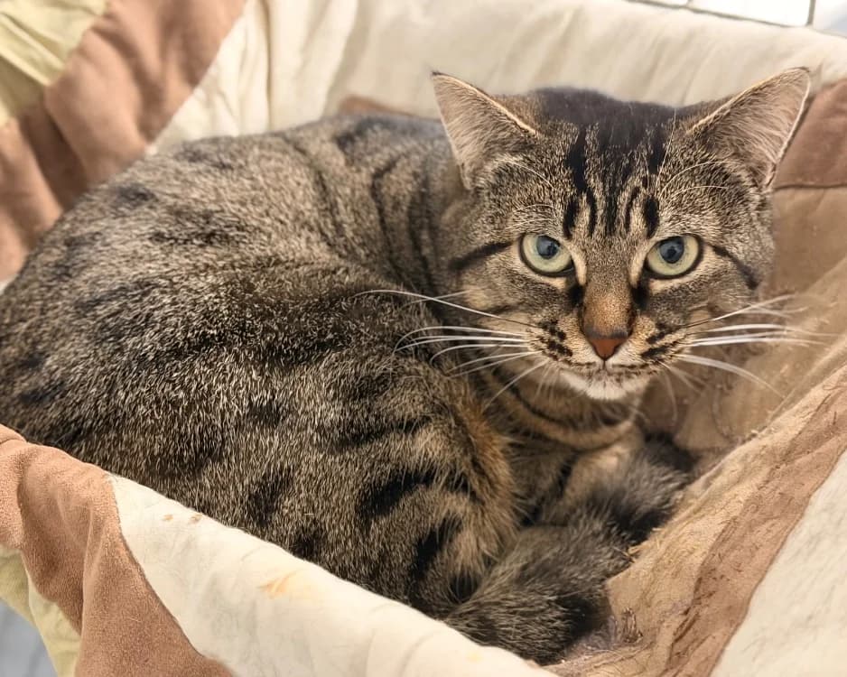 MOMICHAT, unknown female mixed breed for adoption at SPA Le Mans (Yvré-L'Évêque)