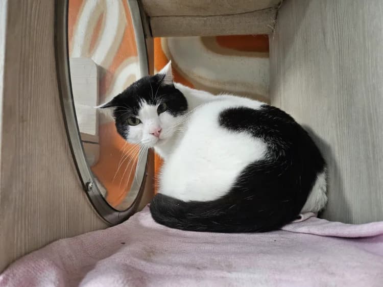 BILLY C, male 4yo mixed breed for adoption at SPA Vaux-le-Pénil, Vaux-le-Pénil