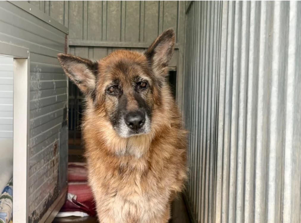 Ness ( Famille Relais), female senior German Shepherd for adoption at SPA Albi (Le Garric), Albi