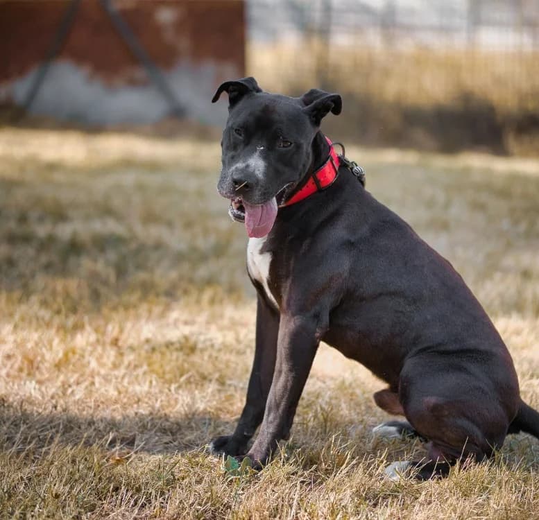 kaino, male mixed breed for adoption at De Marsan