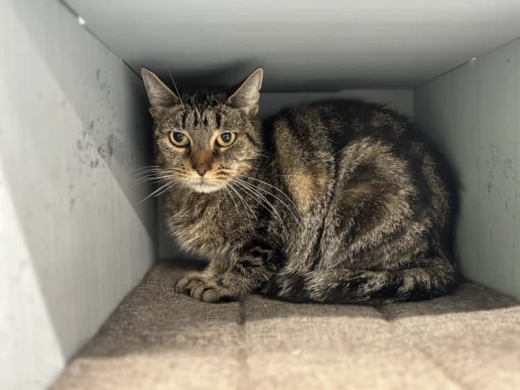 ZAMEE, female mixed breed for adoption at Moree