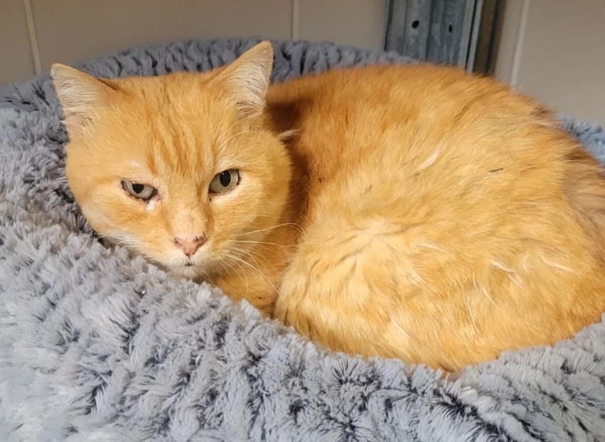 Rocks, male mixed breed for adoption at Albi