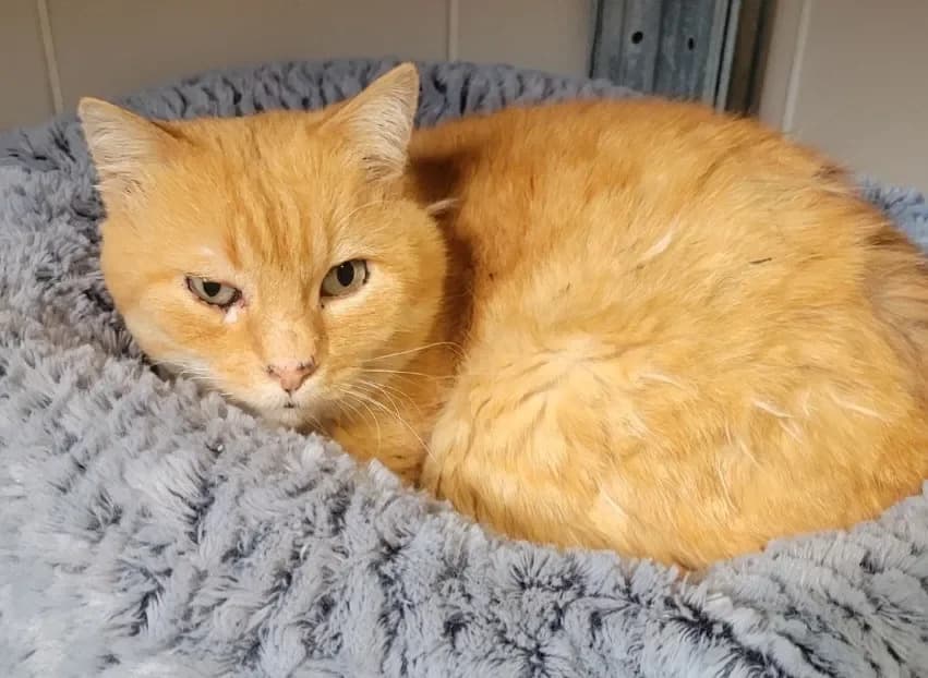 Rocks, male mixed breed for adoption at Le Garric), Albi photo 2