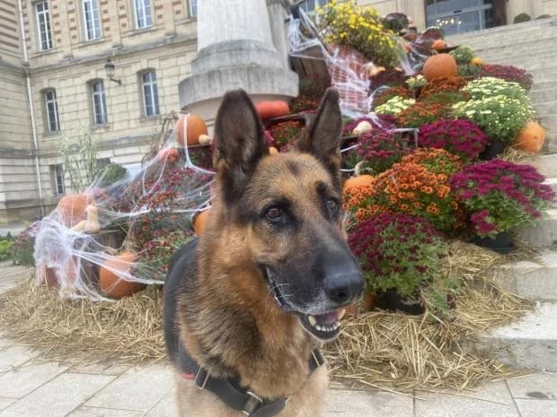 Becker Dit Berzerk, Mixed Breed (Fondation Brigitte Bardot)