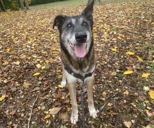 Charly, male Mixed Breed for adoption at Fondation Brigitte Bardot, Paris