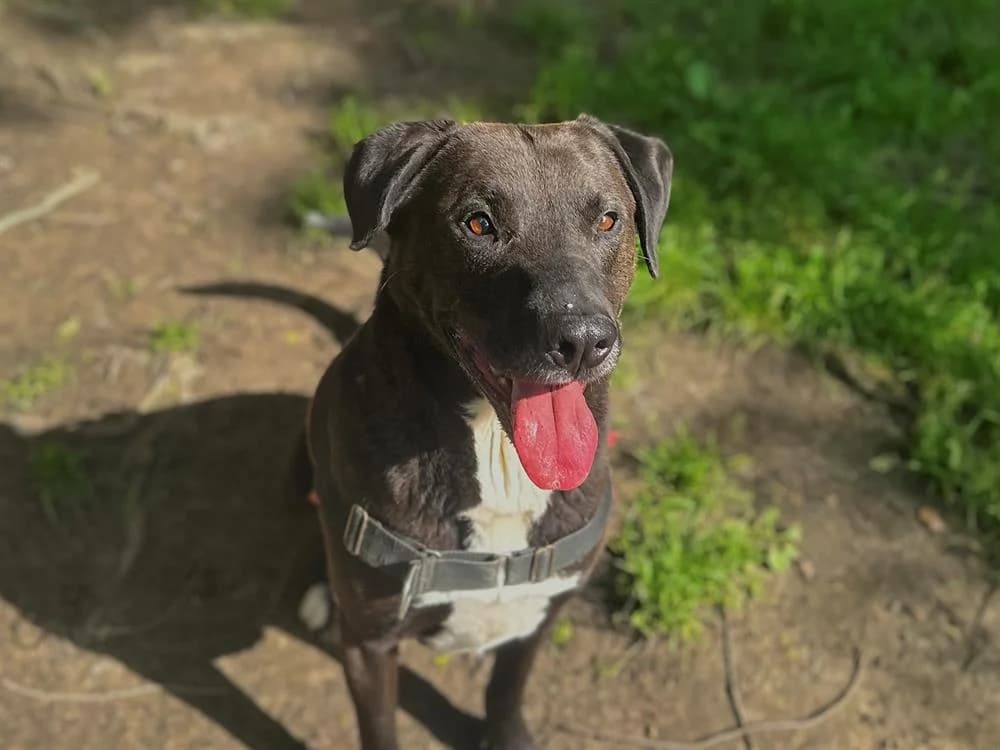 NEIKO, unknown male mixed breed for adoption at SPA Rennes, Rennes