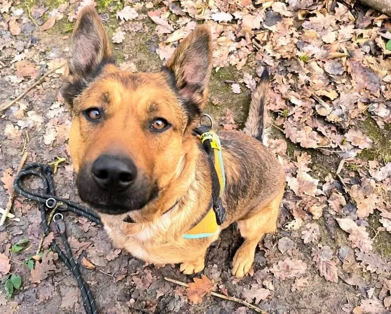 LAIKA PAA23095 photo 2