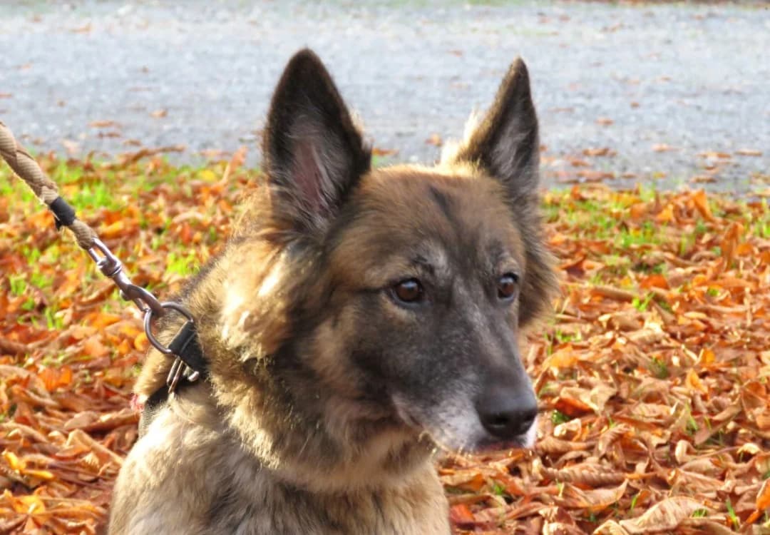 Luna, Husky (SPA Briançon)