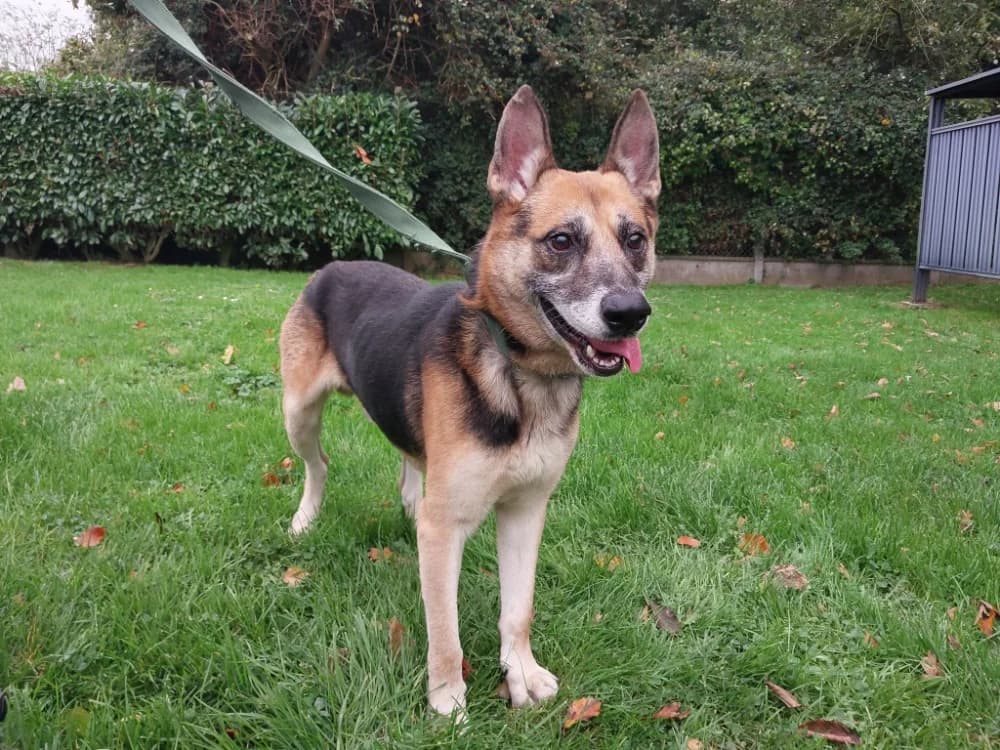 REX, male mixed breed for adoption at SPA Étalondes, Etalondes
