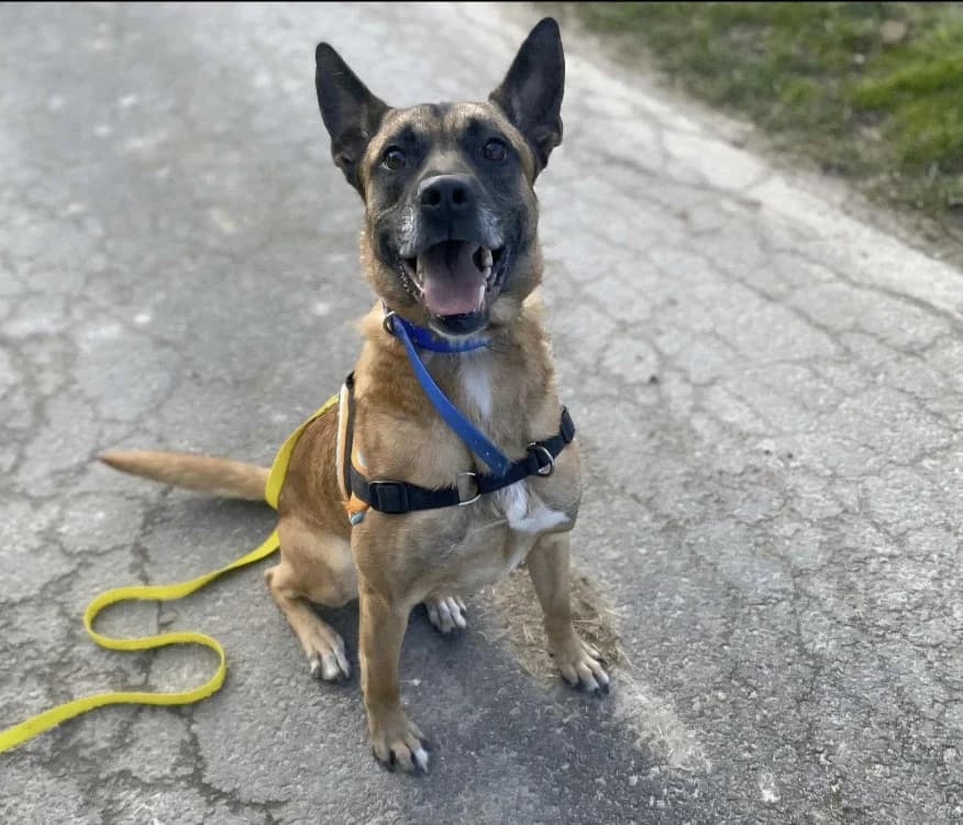 SKY, male Belgian Malinois for adoption at SPA Laon, Laon