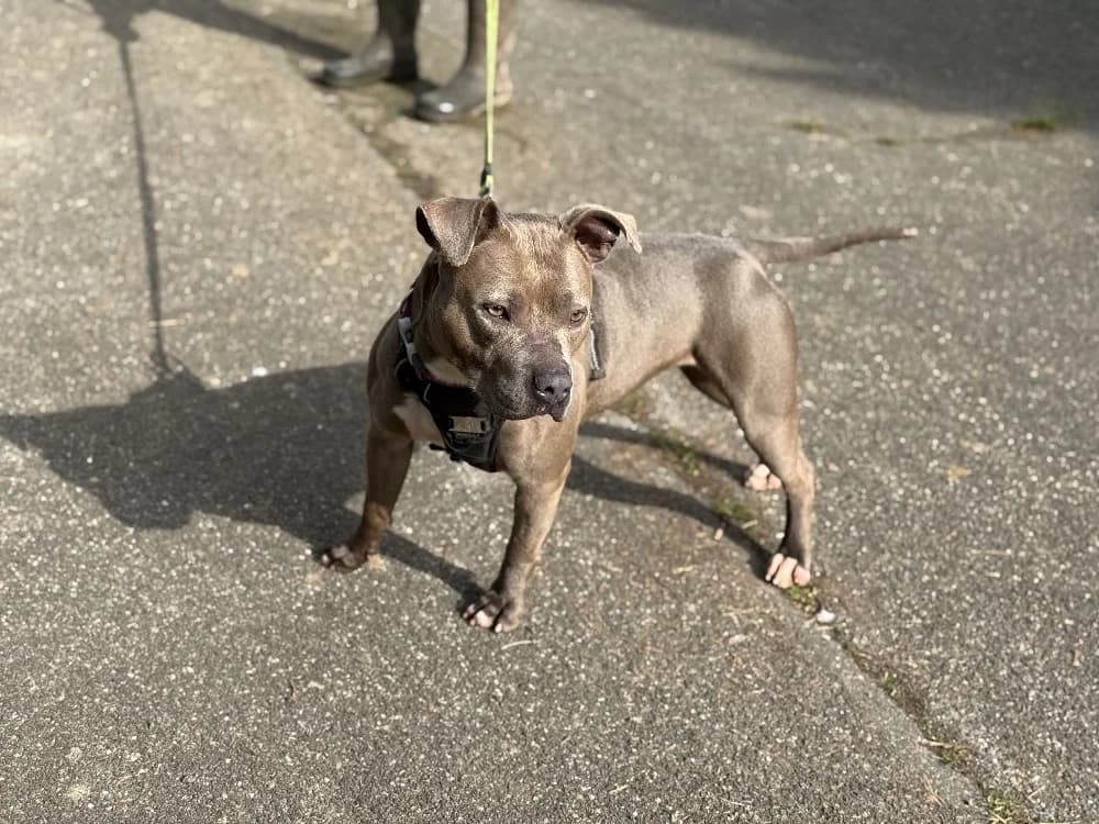 MUESLI VAA, unknown female mixed breed for adoption at SPA Vaux-le-Pénil, Vaux-le-Pénil