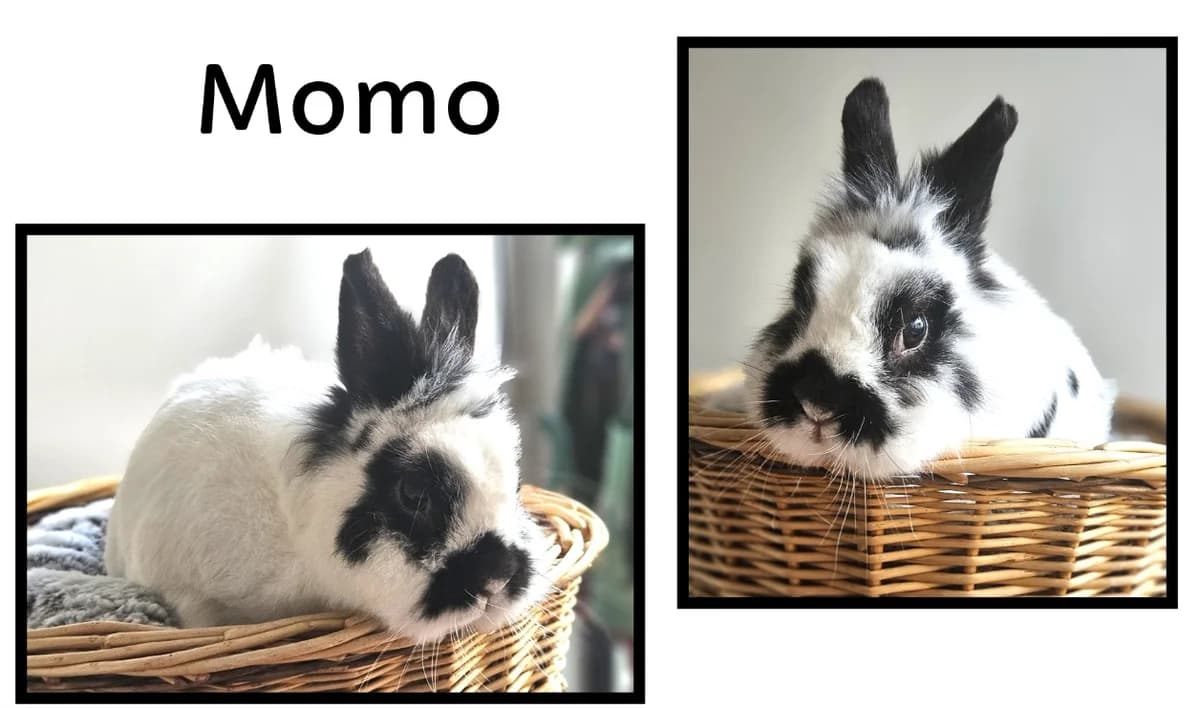 MOMO,  (SPA Chamarande)