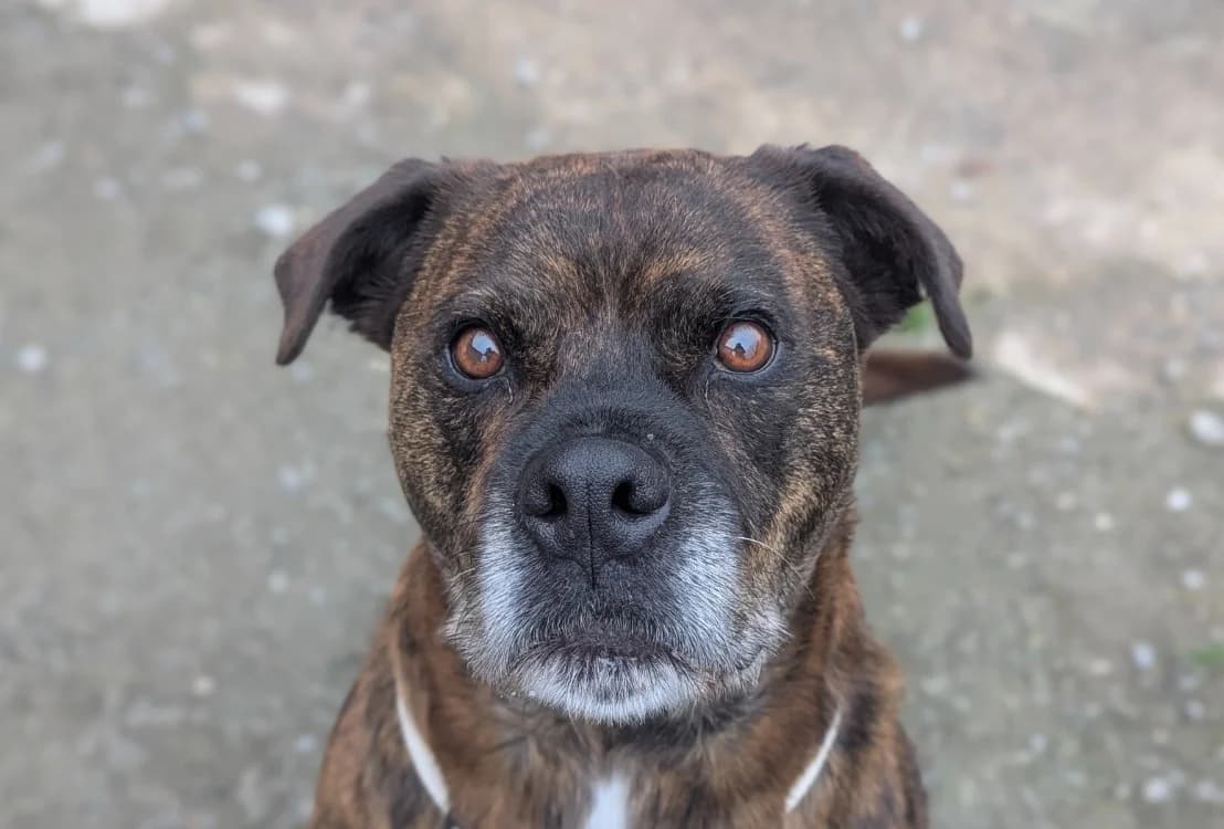 OLAF, male Mixed Breed for adoption at SPA Vitré, Vitre