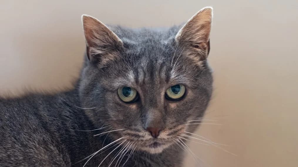 PATATE, female 6yo mixed breed for adoption at SPA Vitré, Vitre