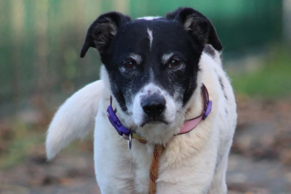 LIBRO, unknown male Mixed Breed for adoption at SPA Cabourg, Cabourg
