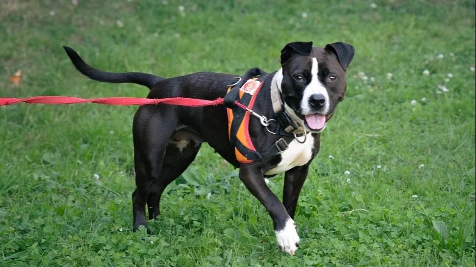 ARTEMIS, Mixed Breed (SPA Rennes)