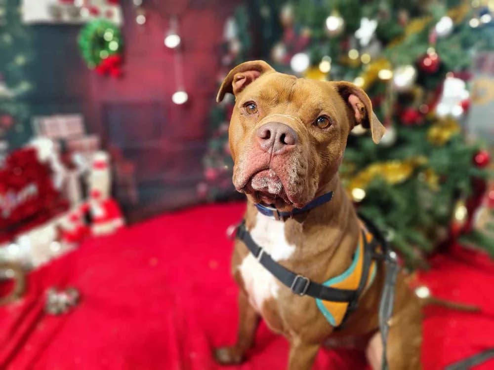 THOR VAA, male American Bully for adoption at SPA Vaux-le-Pénil, Vaux-le-Pénil