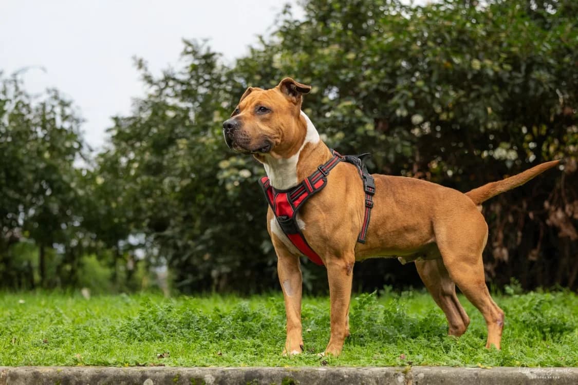 RAFALE, male 6yo American Staffordshire Terrier for adoption at SPA Rennes, Rennes