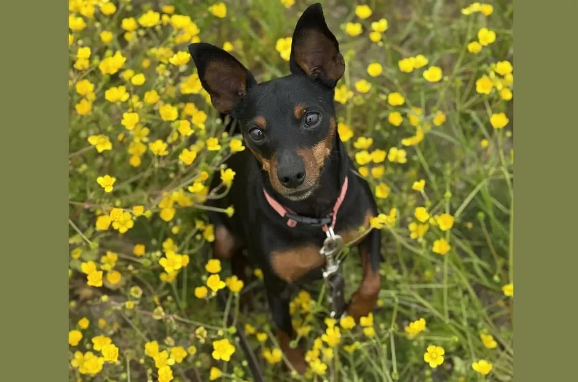 PRIMO HAA24436 photo 2