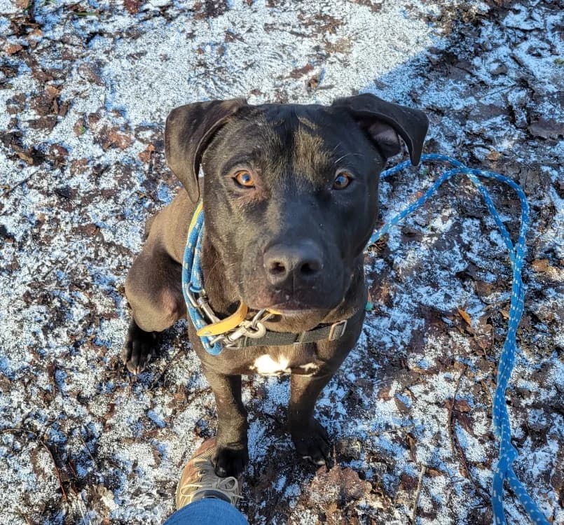 PUDDING PAA2302, male Mixed Breed for adoption at SPA Plaisir, Plaisir