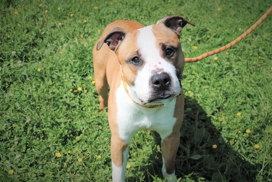 RHYS, male American Staffordshire Terrier for adoption at Lyon