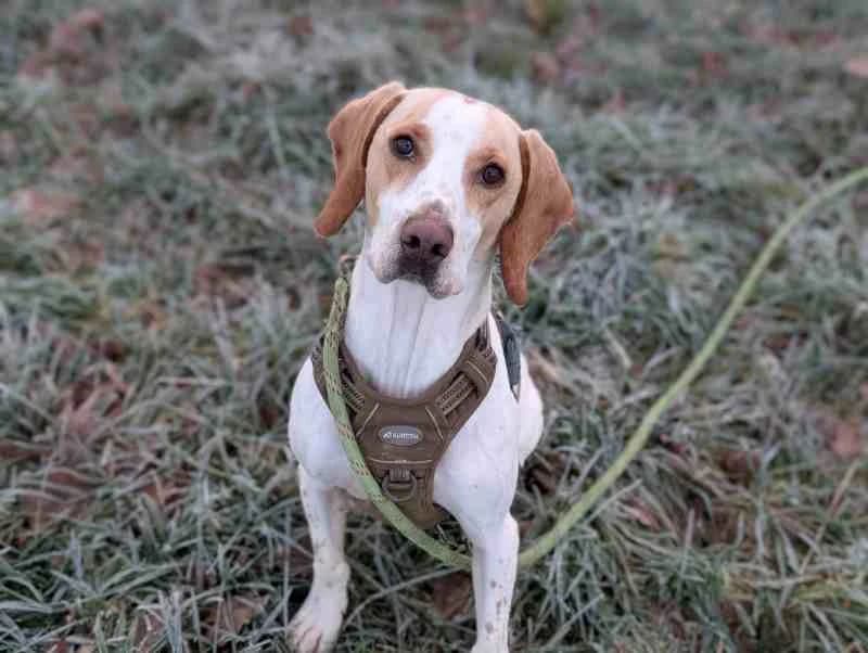 HOMER VAA, male mixed breed for adoption at SPA Vaux-le-Pénil, Vaux-le-Pénil