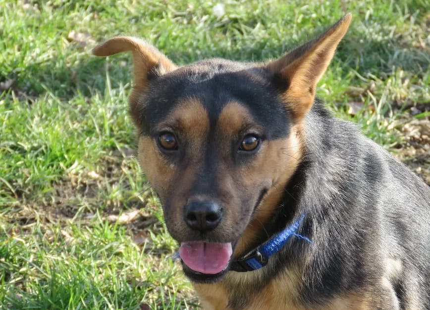 Flip, Mixed Breed (SPA Mont-de-Marsan)