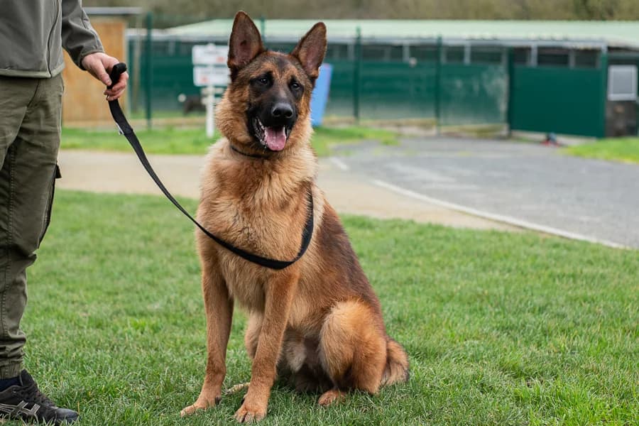 TOA, male German Shepherd for adoption at Nantes
