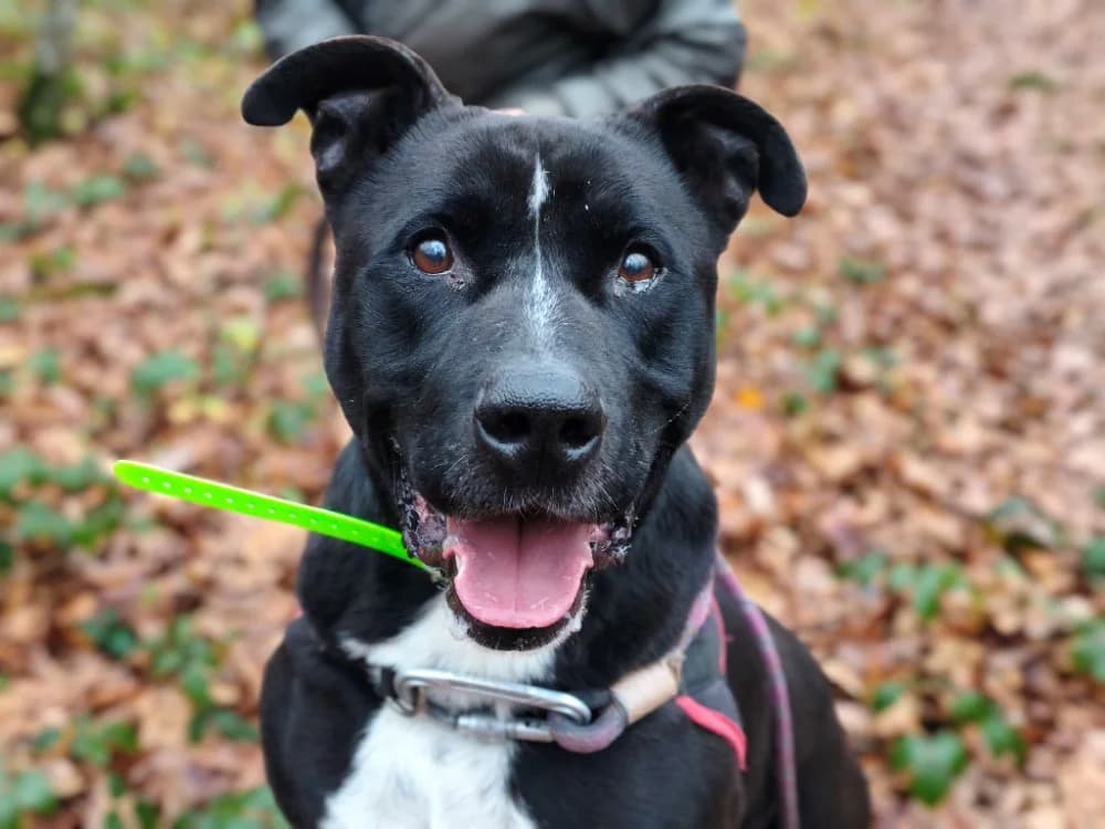 NINJA, male Mixed Breed for adoption at SPA Vichy (Brugheas), Vichy
