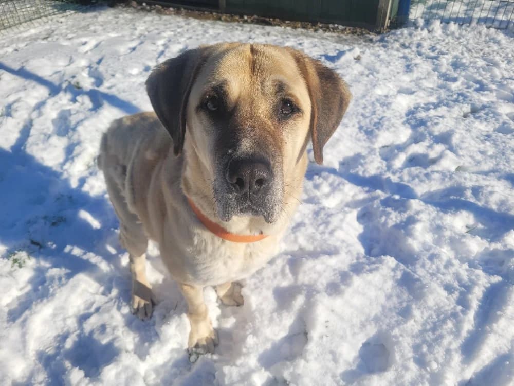 MASTOK, Mixed Breed (Bouguenais))